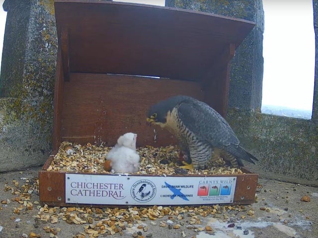 Morning feed on May 10