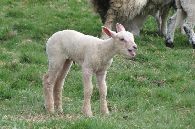 "There are obviously still some young spring lambs about on Pevensey levels.  It was looking for its mum!" said Sue Bishop. SUS-221105-142939001