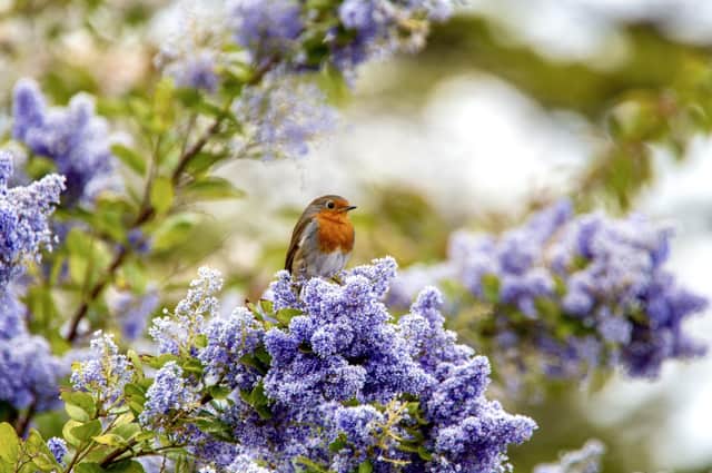 Barry Davis captured this spring robin perched in a Ceanothus tree in the Upperton area of Eastbourne.It was taken on a Canon Eos 5d mark iii. SUS-221105-142558001