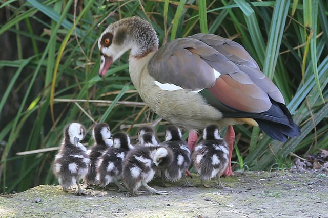 Family of Egyptian geese with eight youngsters in Hampden Park. Taken by Norman Brown on a Canon 6D camera. SUS-221105-143334001