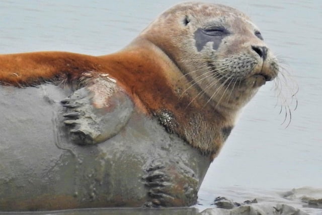 A very content seal at Sovereign Harbour, taken by Rob Torre. SUS-221105-144114001