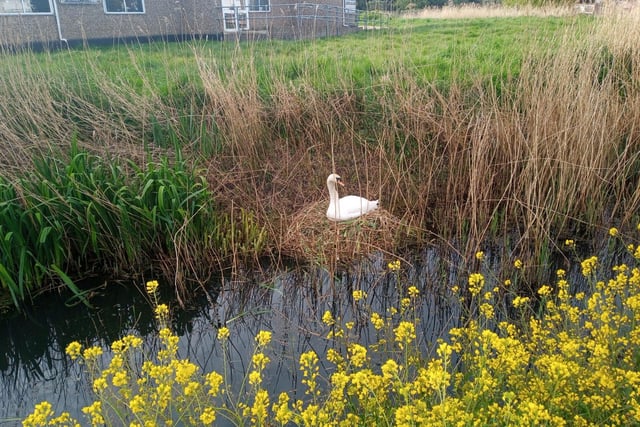 A swan nesting at the Bridgemere Centre, by Stephen Kittoe. SUS-221105-144407001