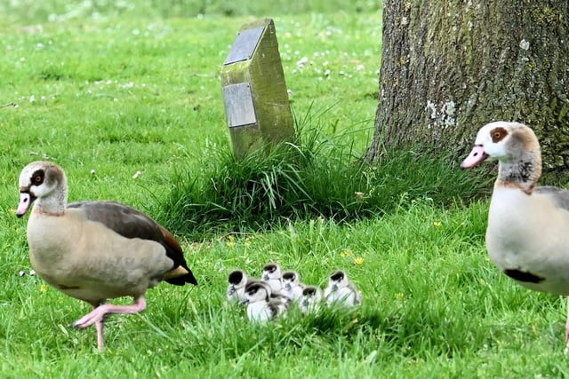 Egyptian geese with eight newly hatched goslings in Hampden Park. Taken by  Derek A Briggs with a Nikon Z6 1. SUS-221105-144825001