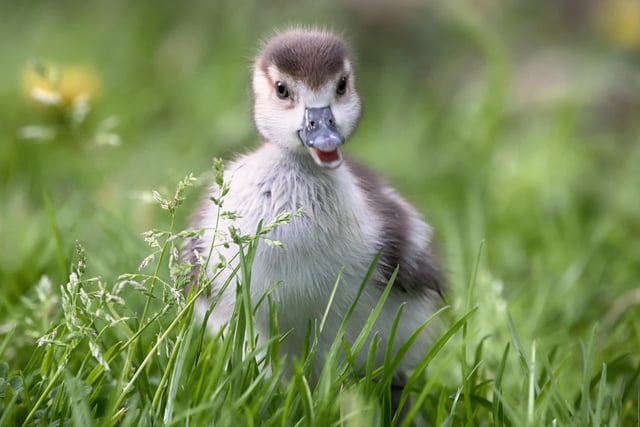 One of the newly hatched Egyptian goslings in Hampden Park, taken by Phil Clements. SUS-221105-145453001