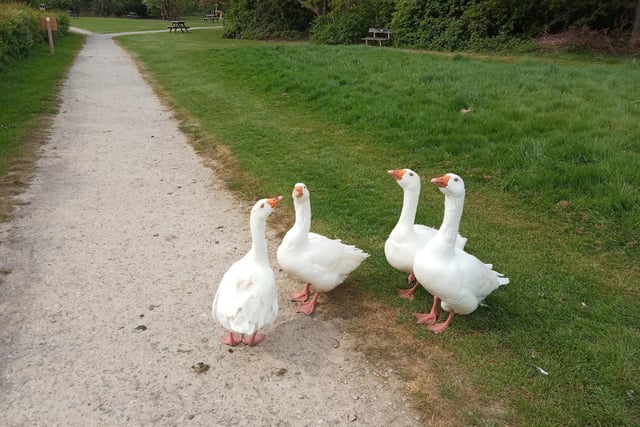 Geese meeting up in Shinewater Park, by Kelvin Luscombe. SUS-221105-145822001