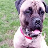 Bear, an eight-and-a-half stone dog, was handed over to Wadars in February after his owner became unwell and was unable to look after him.