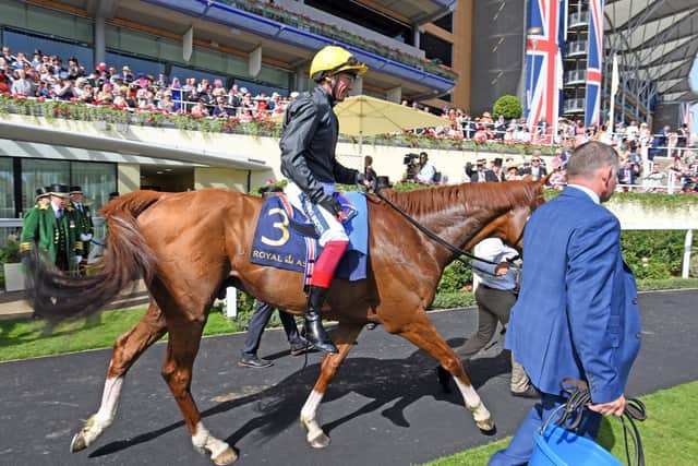 Stradivarius at Royal Ascot - and he's now set to head for Goodwood / Picture: Malcolm Wells