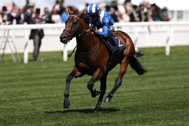 Baaeed is the bill-topper in Wednesday's Sussex Stakes / Picture: Getty
