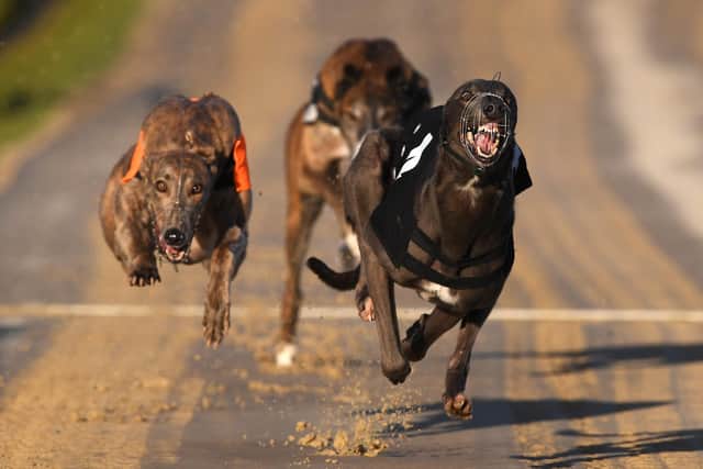 The greyhounds go at Hove this evening / Picture: Getty