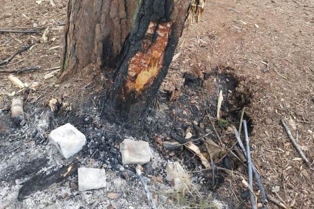 Trees damaged by unlawful fires on Midhurst Common