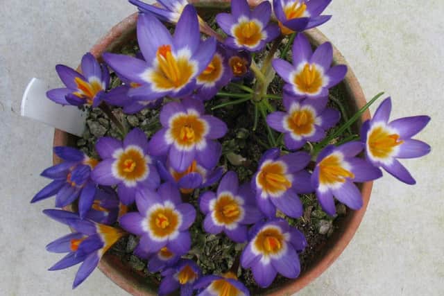Joan Upton's winning bowl of flowering bulbs, first in the pot plant class. Picture: Mavis Maple