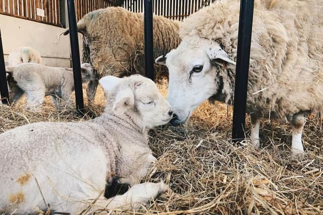 Sharnfold Farm lambs SUS-210420-100703001