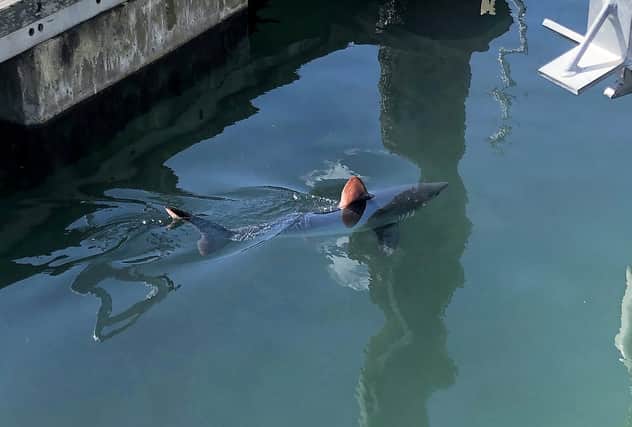A shark in a Plymouth marina. Picture from Summer Gilroy-Simpson (SWNS) SUS-210420-114839001
