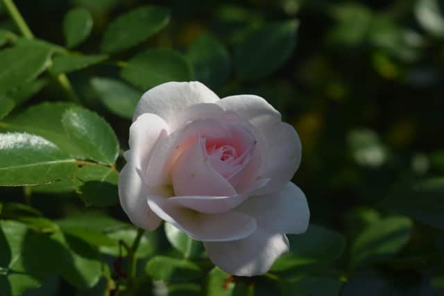 A rose at Borde Hill Garden in 2020