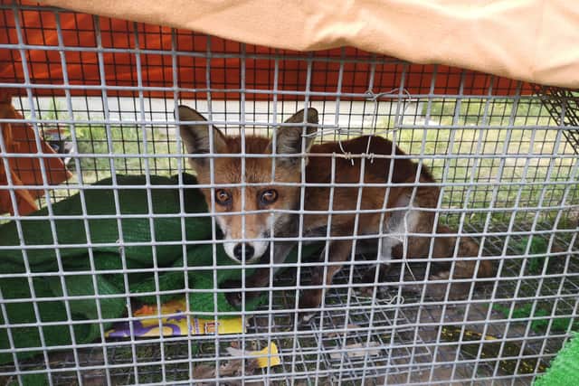 The fox was found with a metal wire around its neck in Rustington