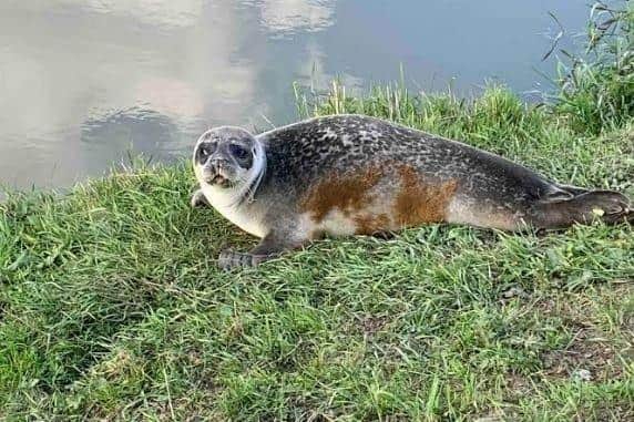 Natalie Calver provided good-quality photographs of the tagged seal Rivier on the banks of the River Adur