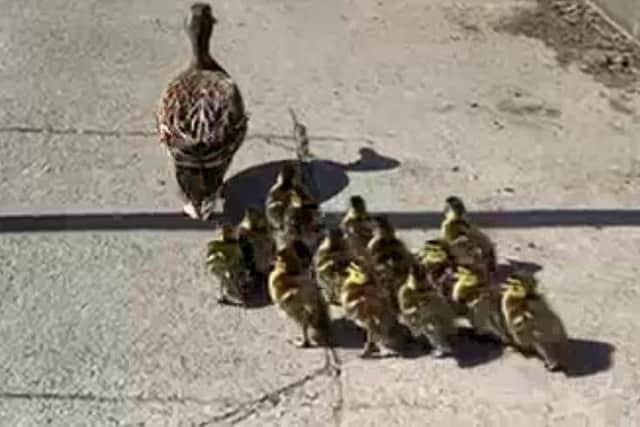 The duck family makes its journey