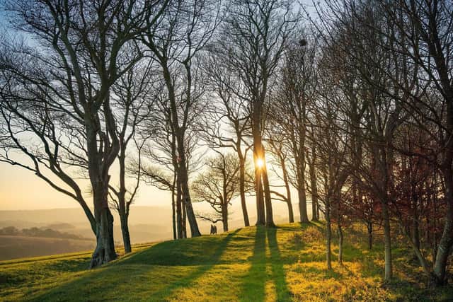 Chanctonbury Ring by Tim Kahane - winner of the 2020 competition