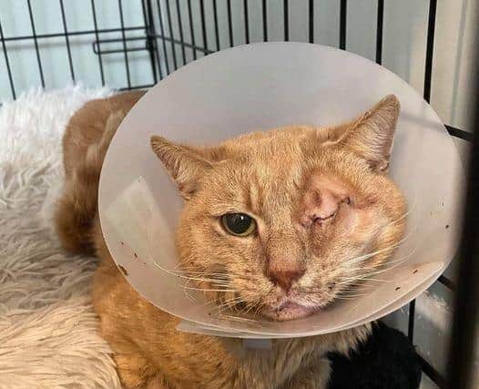 Neil needed major surgery eL6hcbNdD58l1OVUROxg