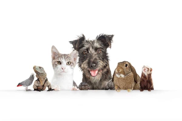 You could win a £50 voucher by entering our exciting Top Pet competition, which launches today