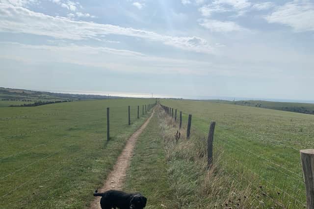 Michael's dog Loki leading the way on the South Downs