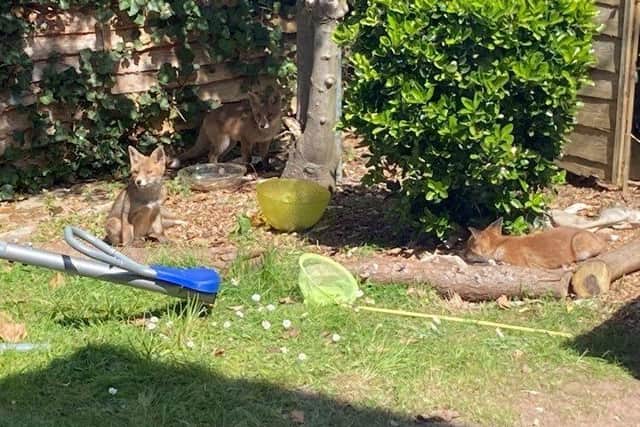 Laura Alderton had a family of foxes visiting her garden for weeks SUS-210426-143004001