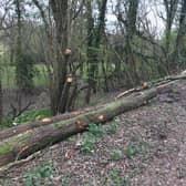 Tree clearance on the Bluebell Railway line at Ardingly