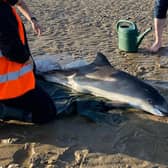 The porpoise on Pevensey Bay. Picture from East Sussex WRAS rescuer Ellie Langridge. SUS-210427-100554001