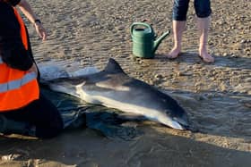 The porpoise on Pevensey Bay. Picture from East Sussex WRAS rescuer Ellie Langridge. SUS-210427-100554001