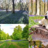 Readers have been sharing their pictures of bluebells across Sussex. Photographs, clockwise from bottom left, by Emma Ford, Claire Louise Singleton and Teresa Williams
