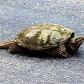 A snapping turtle has made its home in Southwater lake