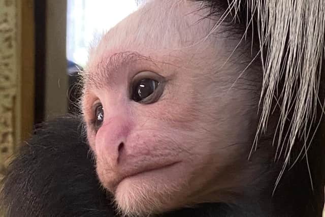 Kylo the colobus monkey was named after Kylo Ren in Star Wars SUS-210405-111025001