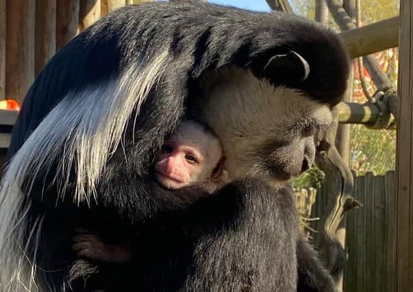 Kylo the colobus monkey was named after Kylo Ren in Star Wars SUS-210405-111001001
