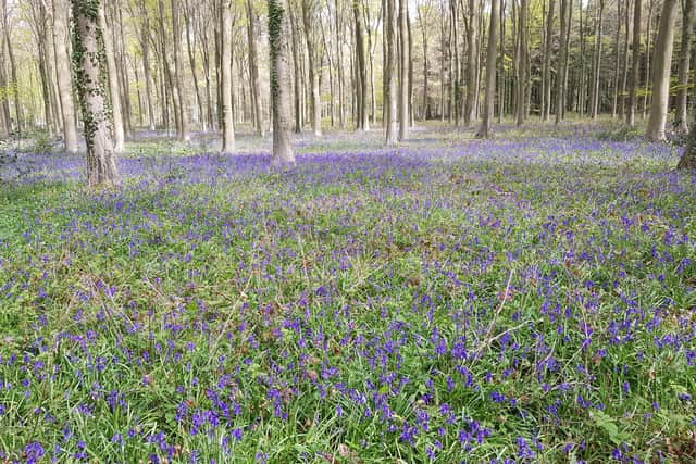 The Angmering Park Estate boasts a carpet of bluebells in spring. Perfect for not being able to get any family photos in.