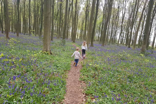 The Angmering Park Estate boasts a carpet of bluebells in spring. Perfect for not being able to get any family photos in.