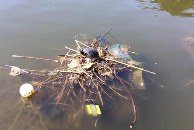 Plastic surrounding the mother coot’s nest in Mewsbrook Park. Picture by Carole Minto