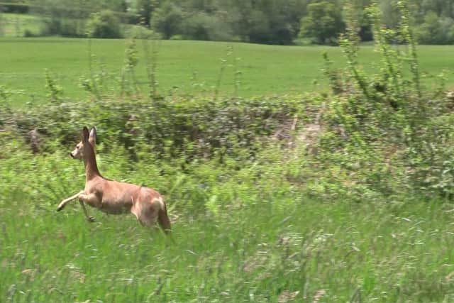 A deer that was released in Uckfield in 2015. SUS-150527-090500001