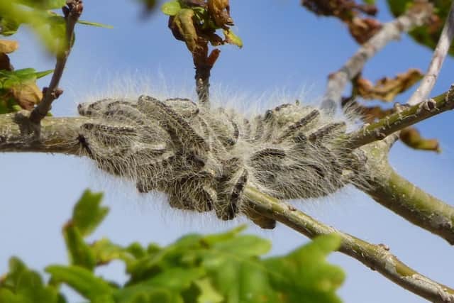 The oak processionary moth (OPM) caterpillar can cause an itchy skin rash. Picture: The Forestry Commission