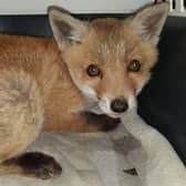 The fox saved by East Sussex WRAS from the A27 in Polegate. SUS-211105-101528001