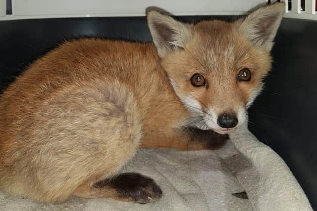 The fox saved by East Sussex WRAS from the A27 in Polegate. SUS-211105-101528001