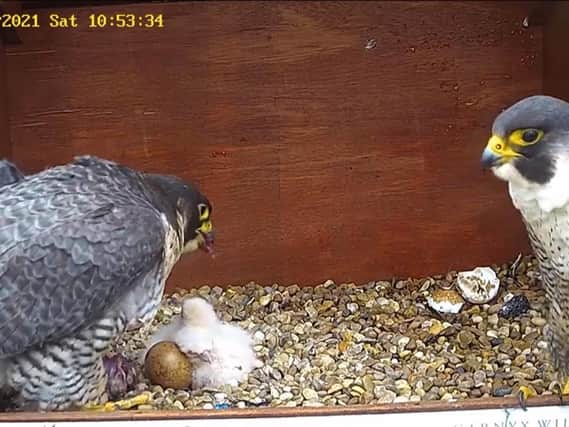 The female, nicknamed 'Mrs M' and the new male with the chicks.
