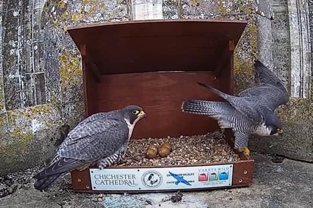 The peregrine falcons ahead of their four eggs hatching last week