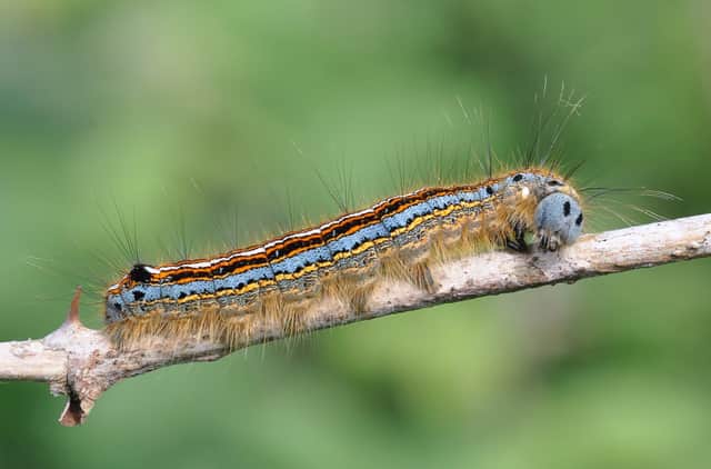 Caterpillar     (Picture courtesry of the Sussex Wildlife Trust)