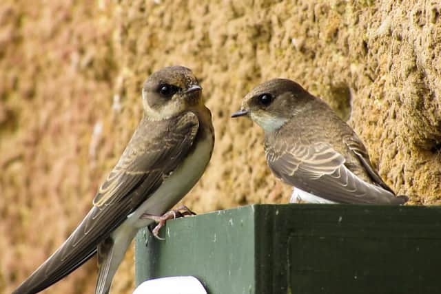 The sand martin hide at the WWT Arundel Wetland Centre will reopen on May 17. Picture: WWT
