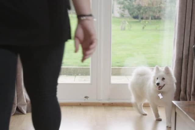 Dogs Trust has offered advice to dog owners preparing to welcome people into their homes