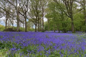 A carpet of bluebells in the woods at Arlington. This picture was taken by Donato Tallo on Sunday May 15. SUS-210519-101844001