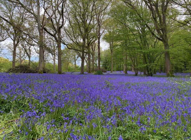 A carpet of bluebells in the woods at Arlington. This picture was taken by Donato Tallo on Sunday May 15. SUS-210519-101844001
