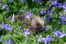 Sussex Garden Mammal Survey hedgehog SUS-210520-104920001