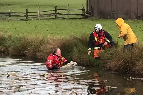 West Sussex Fire & Rescue Service saved Monty the ram from a pond in a farm off Horsted Lane in Sharpthorne. Picture: WSFRS