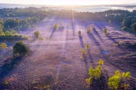 Stedham Common. Photo by Sam Moore